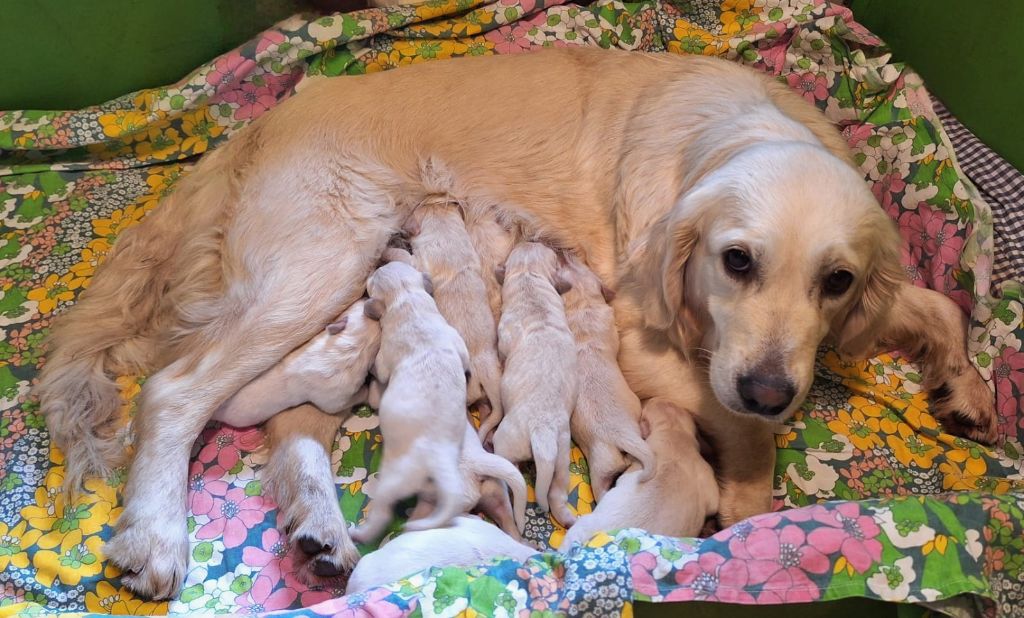 Chiot Golden Retriever des chalets du terreau land